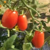 Tomato-Sugary-MG-Nami-Takatsu