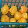 Pepper-Habanero-MG-Laura-Westley