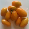 Tomato-Amish-Gold-MG-Laura-Westley