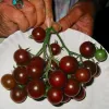 A hand holding a cluster of ripe red-brown cherry tomatoes with one green tomato on a white plate.