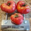 Tomato-Caspian-Pink2-MG-Jacqueline-Bogard