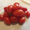 Tomato-Elfin-MG-Tina-Dinitz