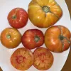 Tomato-Gold-Medal-MG-Laura-Westley