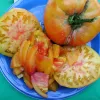Tomato-Hillbilly-MG-Rosalie-Shepherd