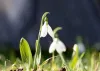 Galanthus