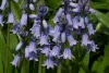 Hyacinthoides hispanica