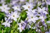 Ipheion