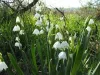 Leucojum aestivum