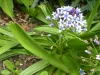 Scilla Peruviana