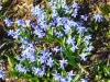 Scilla Siberica