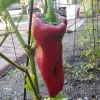 Pepper-Marconi-Rosso-MG-Bowman-Ching