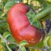 Pepper-Romanian-Gogosari-MG-Jim-Maley