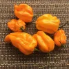 Pepper-Suave-Orange-MG-DJ-DeProspero