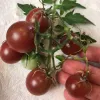 A hand holding a cluster of small, deep reddish-purple cherry tomatoes on the vine with green stems and leaves.
