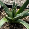 A young Agave victoriae-reginae plant in a black pot, featuring thick, green leaves with white margins and spiny tips, set against a gravel surface.