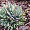 A close-up of a dense cluster of Aloe brevifolia with thick, pointed green leaves in a bed of brown bark mulch.