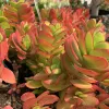 A cluster of Crassula ovata (Money Maker) succulents with bright green leaves edged in red, arranged in rosettes, against a blurred background of other plants.