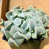 A Echeveria 'Topsy Turvy' succulent with curling blue-green leaves in a black pot, set against a light wooden background.