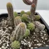 A cluster of Echinopsis chamaecereus (Peanut Cactus) in a black pot, showcasing green stems with white spines and surrounded by dark brown soil and white pebbles.