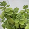 Close-up of a Plectranthus amboinicus plant with thick, scalloped green leaves clustered together.