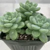 A cluster of Sedum clavatum succulents with thick, pale green leaves in a dark green pot, set against a soft, illuminated background.