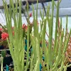 A group of tall, slender, green Euphorbia mauritanica plants in a greenhouse, surrounded by other colorful plants and flowers.
