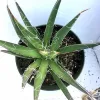 Top-down view of an Agave filimentosa plant in a dark green pot, featuring long green leaves with white filaments extending from them.