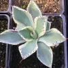 Close-up view of an Agave potatorum (Kichiokan) with pale green leaves and reddish-brown spines, situated in a pot with dark soil.