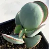A Crassula arborescens "Silver Dollar" succulent with rounded, pale green leaves with red edges.