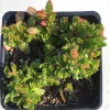 Top-down view of Crassula pubescens radicans in a black pot, featuring dense green leaves with reddish edges and small flower buds.