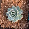 Top-down view of an Echeveria 'Blue Bird' succulent with blue-green leaves and pink edges, surrounded by brown mulch.