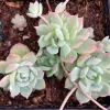 A cluster of Echeveria prolifica 'Mary Collins' succulents with smooth, green leaves and pink edges, arranged in rosette shapes on dark potting soil.