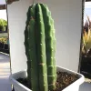 A tall Echinopsis peruviana cactus with prominent ribs and small spines, planted in a white pot on a flat surface, with a white backdrop.