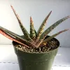 A Gasteria acinacifolia plant with smooth, elongated leaves in a green pot, displaying dark green color with light green spots and reddish tips.