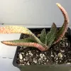 Gasteria carinata plant in a black pot, featuring green, speckled leaves with orange and pink tips.