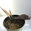 A Gasteria carinata var. schweickerdtiana plant with thick, textured leaves in a green pot, set against a light background.