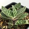 A Gasteria plant with thick, speckled green leaves arranged in rosettes in a black pot.