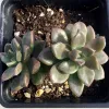 Two Graptosedum 'Bronze' Mary Collins succulents in a black pot, featuring thick, rosette-shaped leaves in green with reddish edges.