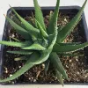 A Haworthia attenuata plant in a black pot, with thick green leaves marked by white stripes, arranged in a rosette formation.