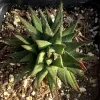 A top view of a Haworthia reinwardtii succulent with pointed, dark green leaves and reddish-brown tips, surrounded by textured soil and pebbles.