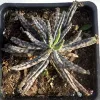 Top view of a Kalanchoe delagoensis plant in a black pot, featuring elongated, spotted leaves arranged in a rosette.