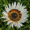 Top view of a Venidium Zulu Prince flower with white petals, an orange and maroon center, and a bee on the dark disc.