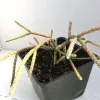 A Rhipsalis baccifera plant with thin, branching stems in a dark green pot against a light background.