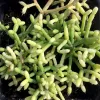 Dense cluster of Rhipsalis cereuscula (Mary Collins) cactus with slender, segmented green stems in a black pot.
