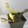 Potted Schlumbergera gaertneri 'Mary Collins' with segmented green stems edged in red, in a black plastic pot.