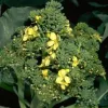 Broccoli plant with a head showing yellow flowers in bloom, surrounded by green buds and broad leaves.