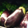 Three glossy deep-purple eggplants with green calyxes displayed in a market bin, with leafy greens visible in the background.