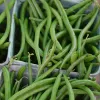 Fresh picked green beans in closely packed containers