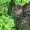 Closely packed heads of green and purple lettuce