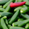 A pile of green jalapeño peppers with one ripe red jalapeño on top.